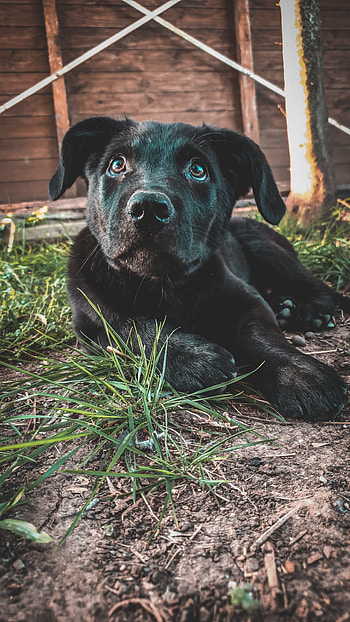 Apolo, can, labrador, apolo 11, perros HD phone wallpaper