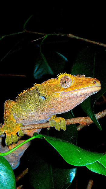 Crested gecko allure, Fiery reptile, Close-up beauty, Reptilian eyes HD phone wallpaper