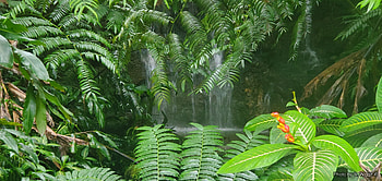 Akaka Falls, Hawaii (The Big Island), Small, Green, Hawaii, Forest, Akaka, Island, Waterfall HD wallpaper