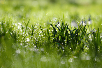 Morning Snowdrops, Green, Bokeh, Spring, Grass HD wallpaper