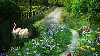 Swans by the Path, flowers, pond, artwork, painting, fence, trees HD wallpaper