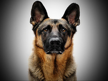 The wonderful Shepard, dog, brave, strong, smart, german shepard, tan and black HD wallpaper