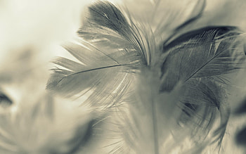 Feather artwork, Geometric pattern, Minimalist design, Visual symmetry HD wallpaper