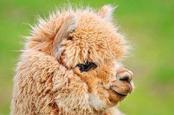Llama, cool HD wallpaper