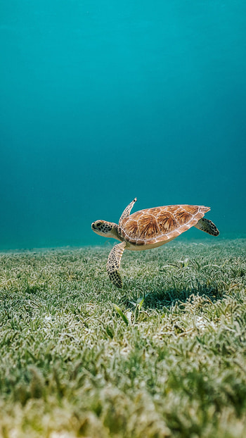 Sealife turtle, Aquatic animals, Turtle reptile , Turtle reptile HD phone wallpaper