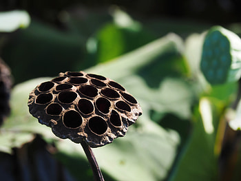 Flowers, Lotus, Flower, Bud, Dry HD wallpaper