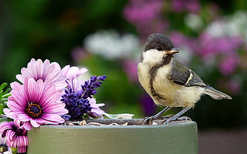 Great Tit, animal, flowers, bird, small HD wallpaper