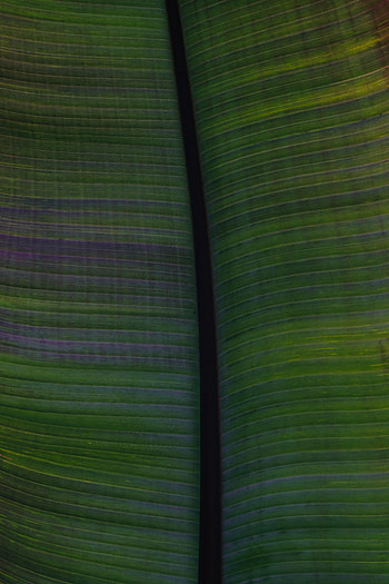 Macro, Stripes, Streaks, Leaflet, Veins HD phone wallpaper