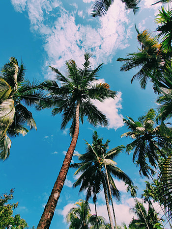 Nature, Sky, Palm, Bottom View, Couscous, Kusy HD phone wallpaper