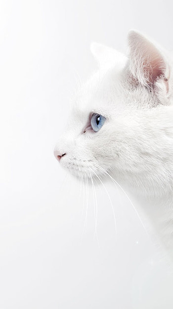 White Colour, White Colour Cat, White Cat HD phone wallpaper
