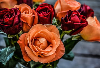 A beautiful close-up of red and orange roses in full bloom, perfect for romantic themes. HD wallpaper