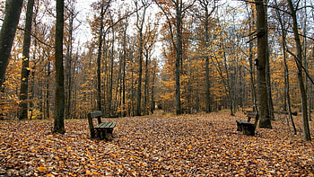 Nature, Autumn, Leaves, Park, Benches, Emptiness, Void, On The Contrary HD wallpaper