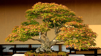 Bonsai, Maple Tree HD wallpaper