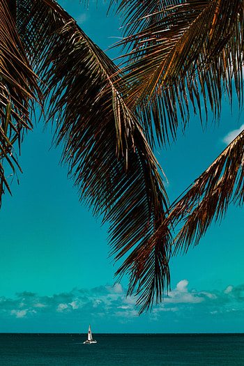 Nature, Sea, Horizon, Palm, Branches HD phone wallpaper