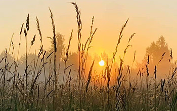 Bentgrass at Sunrise, Latvia, meadow, bentgrass, sunrise HD wallpaper
