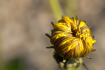 Flower, Macro, Bud, Dandelion HD wallpaper
