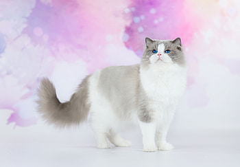 Cat, pisica, animal, pink, white, siamese, beauty HD wallpaper