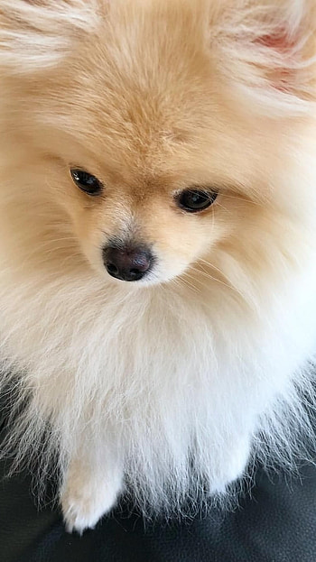 Pomeranian Dog, Adorable Dog HD phone wallpaper