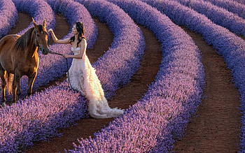 Bride, cal, vara, horse, model, asian, girl, woman, summer, purple, field, flower, lavender HD wallpaper