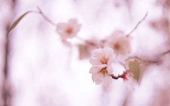 Spring, Flowers, Plant, Macro, Bloom, Flowering HD wallpaper
