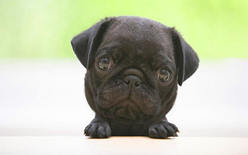 little big dog, dog, head, big HD wallpaper