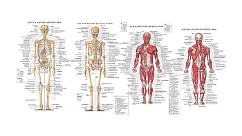 Human Anatomy . Â« Â» HD wallpaper