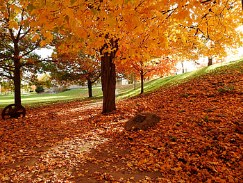 Beauty Of Fall, Leaves, graphy, Fall, Trees, Field, Nature HD wallpaper