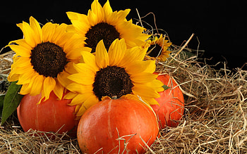 Flowers, Sunflowers, Leaves, Pumpkin, Straw HD wallpaper
