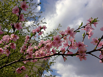 spring, clowds, blossom, flower HD wallpaper