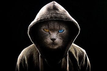 Dark, Miscellanea, Miscellaneous, Cat, Hood, Heterochromia, Serious HD wallpaper
