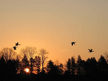 Far Away Home, cool, set, fly, nice HD wallpaper