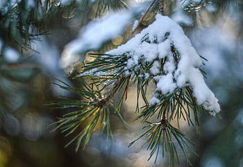 Nature, Snow, Glare, Branch, Spruce, Fir HD wallpaper