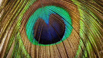 Eye of peacock, Tail feather, , Beauty HD wallpaper