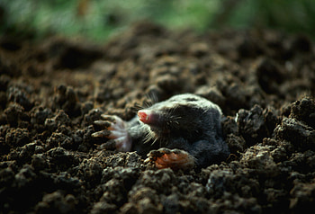 Best mole repellents, Mole prevention, Mole control, Pest management HD wallpaper