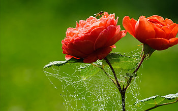 Plants, Flowers HD wallpaper