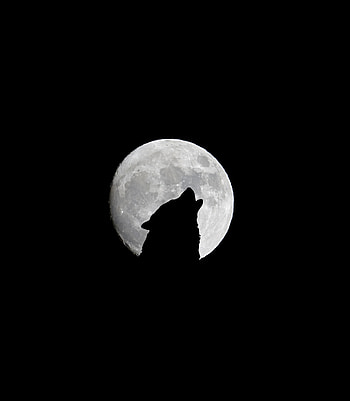 Wolf, Bw, Chb, Full Moon, Howl HD phone wallpaper