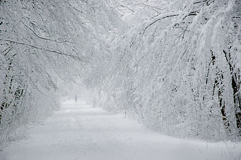 Winter, trees, road, snow HD wallpaper