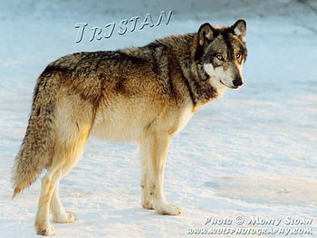 Tristan On The Snow, grey wolves, wolves, animals, tristan the wolf, dogs, wolves in snow HD wallpaper