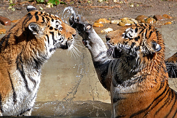 Two Tigers, playing, tiger, paw, nails HD wallpaper
