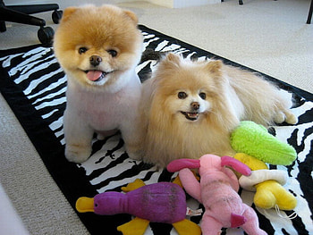 Cute-Dogs, dogs, cute, beautiful HD wallpaper