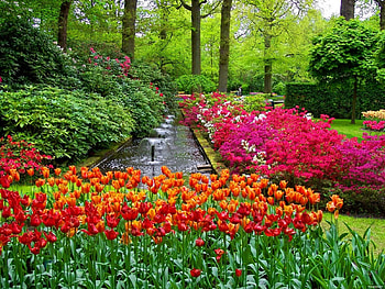 Keukenhof gardens, colorful, alleys, spring, tulips, nice, fountain, trees, greenery, garden, beautiful, grass, summer, pretty, nature, flowers, lovely, forest HD wallpaper