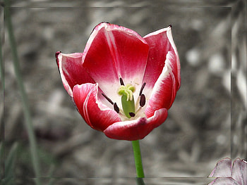 Red flower, flowers, red HD wallpaper