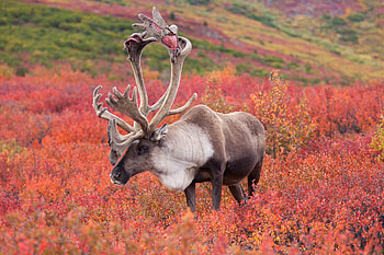 Caribou , Ron Niebrugge, Wildlife graphy, Nature's portrait HD wallpaper