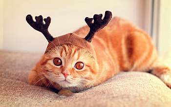 Animals, Cat, To Lie Down, Lie, Cool, Cap, Horns HD wallpaper
