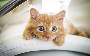 Cat, animal, kitten, feline HD wallpaper