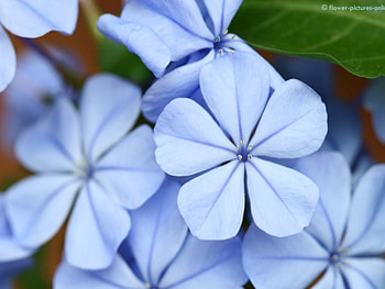 nature, blue, flowers HD wallpaper
