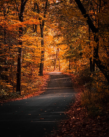 Alley, Nature, Trees, Autumn, Path, Foliage HD phone wallpaper