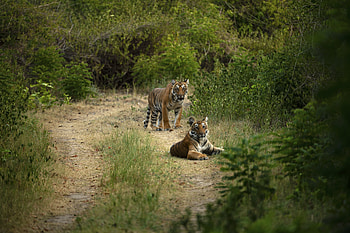 Animals, Tigers, Predator, Big Cat, Tiger HD wallpaper