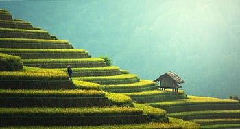 A que view of rice terraces and a small hut in the misty Asian countryside. HD wallpaper