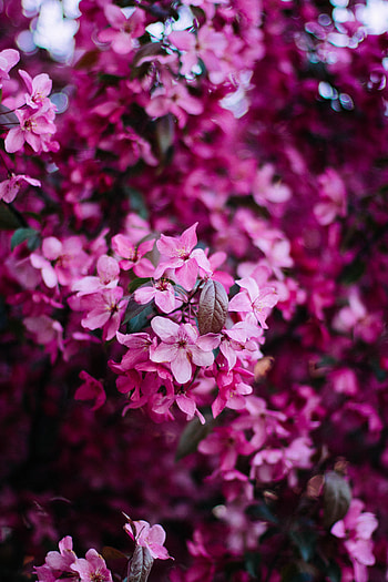 Flowers, Pink, Bush, Bloom, Flowering, Branch, Spring HD phone wallpaper